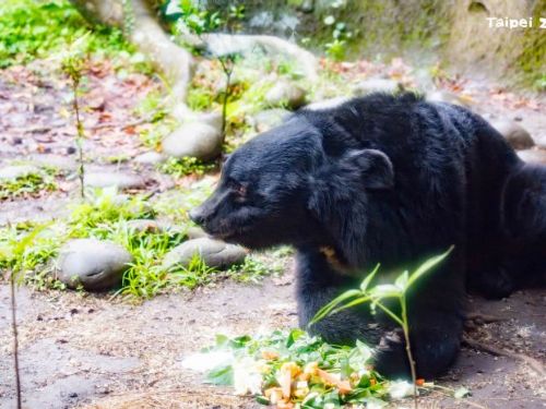 黑糖17歲了！一場生日派對，帶我們學會與黑熊溫柔共存